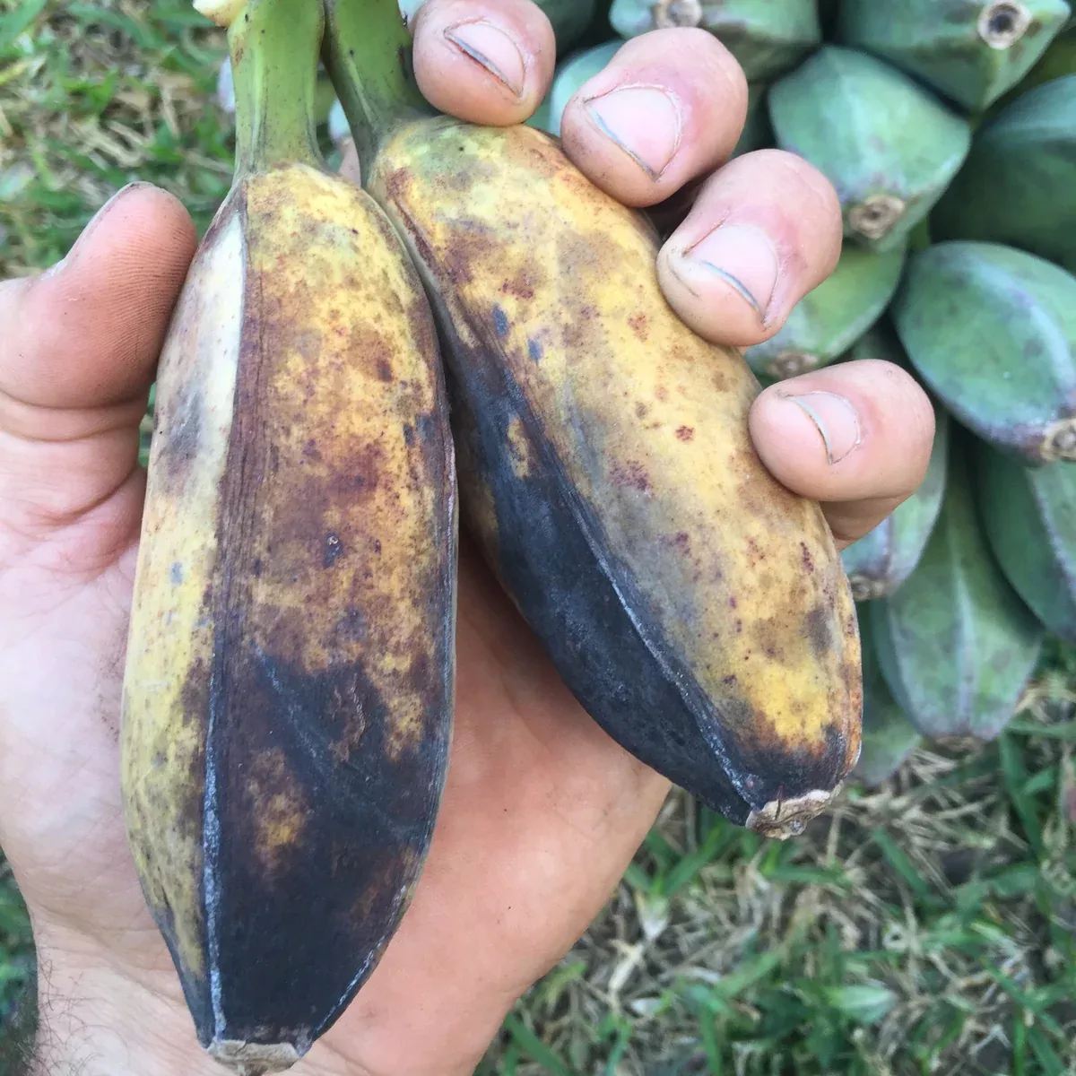Saba Banana *Pre-Order*