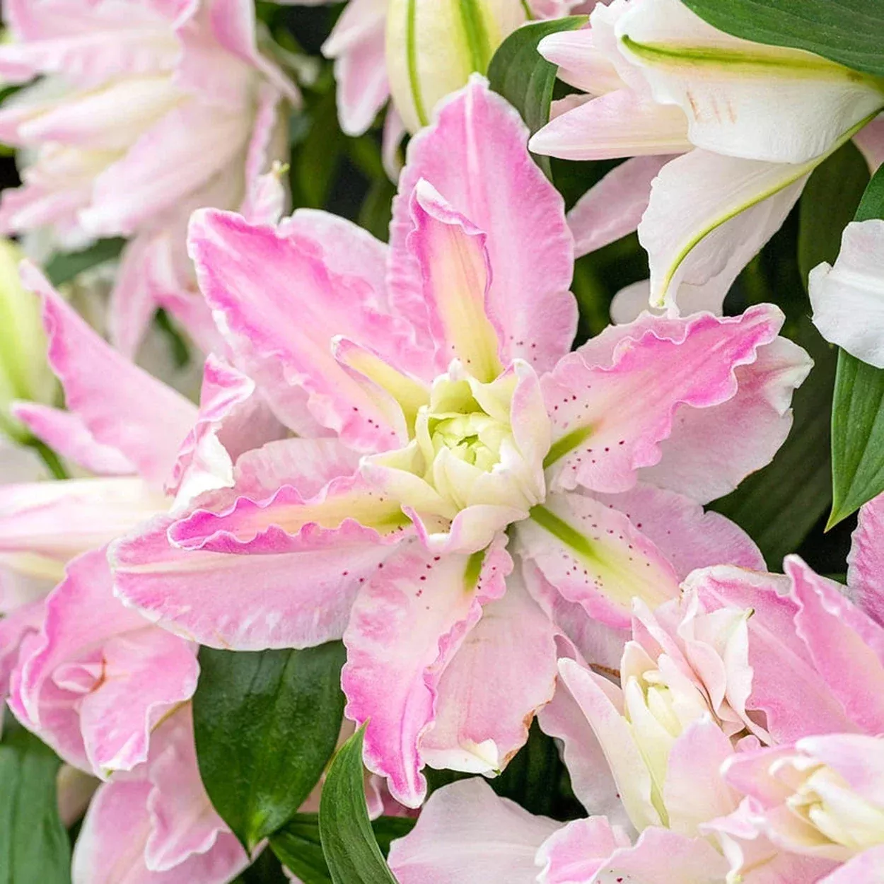 Sabor Lily
