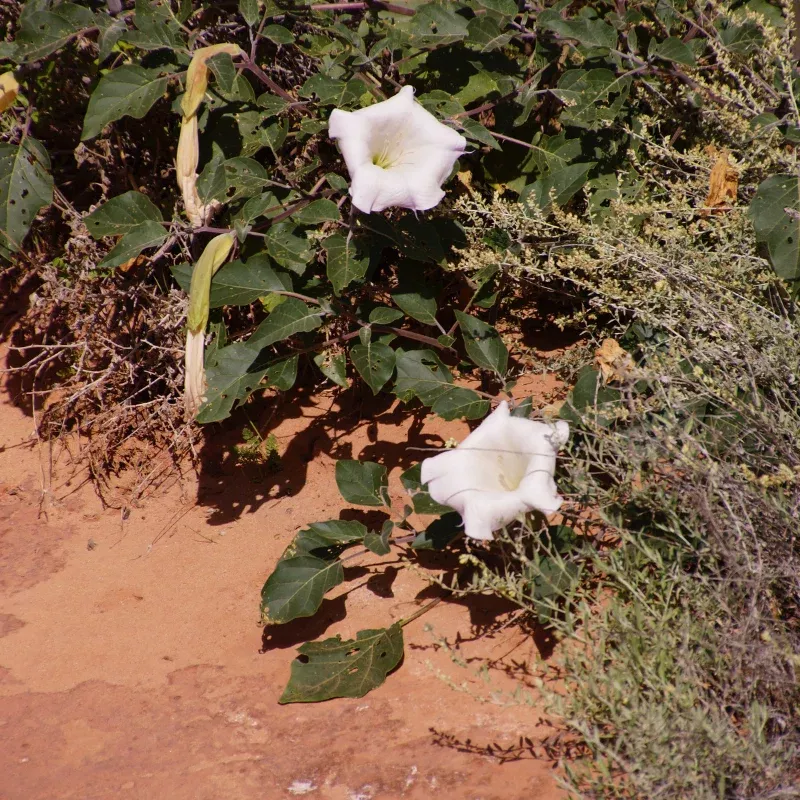 Sacred Datura Seeds – Moonlit Blooms & Mystical Energy (Datura wrightii) – Rare, Fragrant Night-Blooming Heirloom