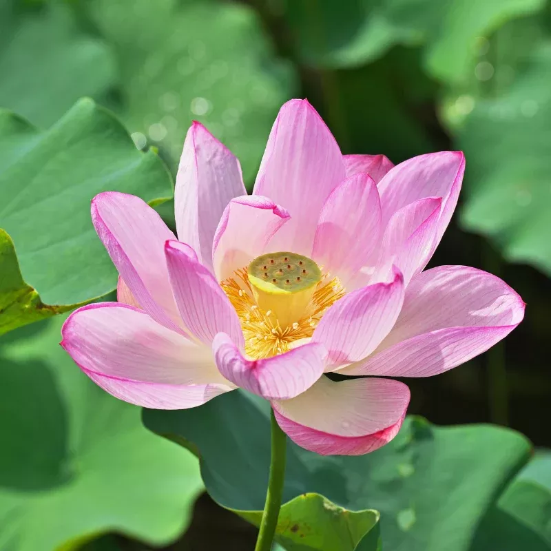 Sacred Lotus Seeds (Nelumbo nucifera) Iconic aquatic plant with large fragrant blooms; grows in ponds and produces edible seeds and roots