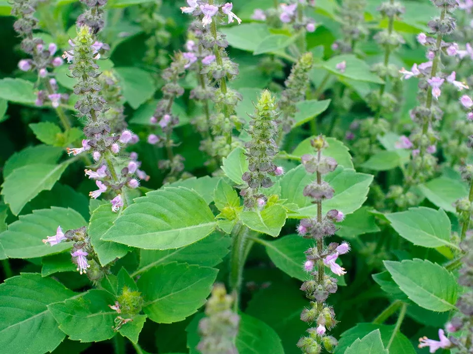 Sacred Organic Basil Seeds