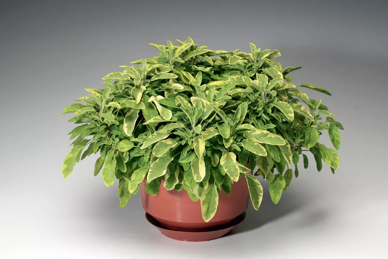 Sage 'Gold Variegated' (Herb)