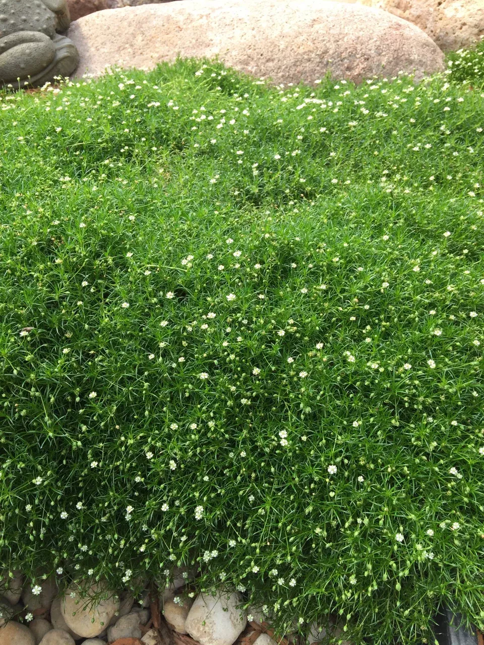 Sagina subulata 'Pearlwort'