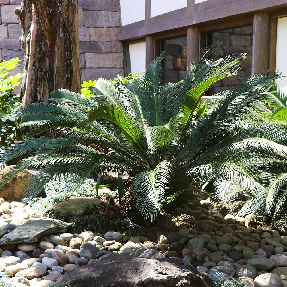 Sago Palm Tree