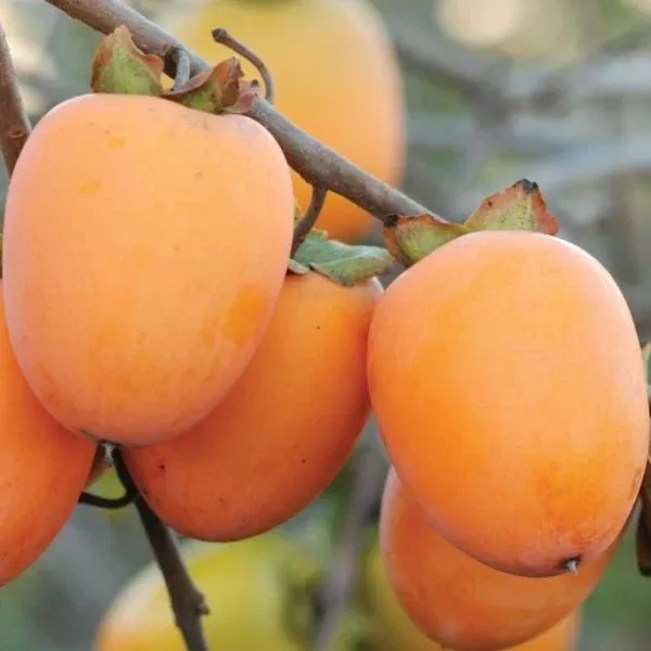 Saijo Asian Persimmon