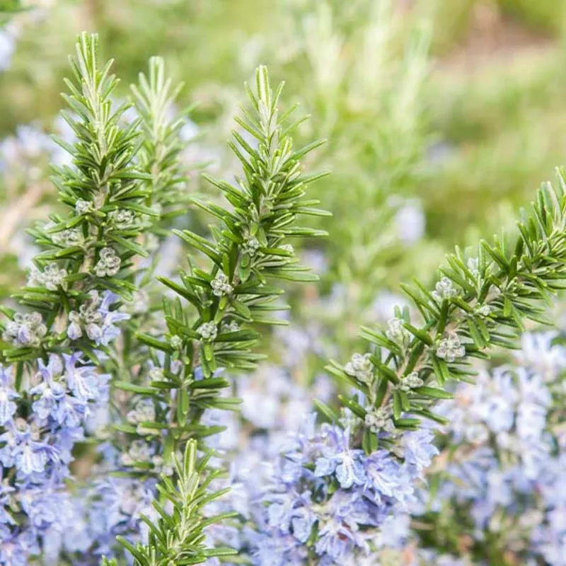 Salem Rosemary Plant Plug (Salvia rosmarinus 'Salem') – Hardy, Aromatic Herb for Culinary and Ornamental Use.