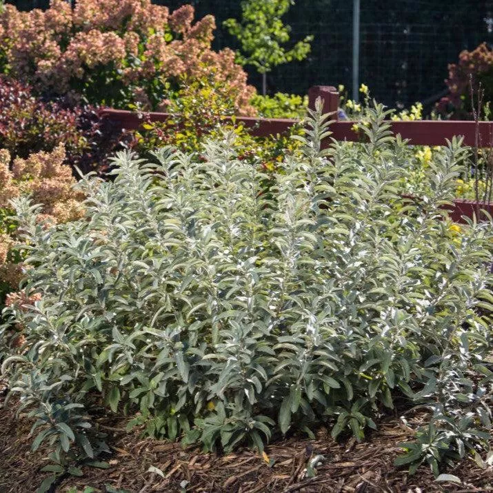 Salix candida 'Jefberg'- First Editions Iceberg Alley Sageleaf Willow