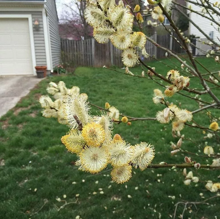 Salix discolor- Pussy Willow