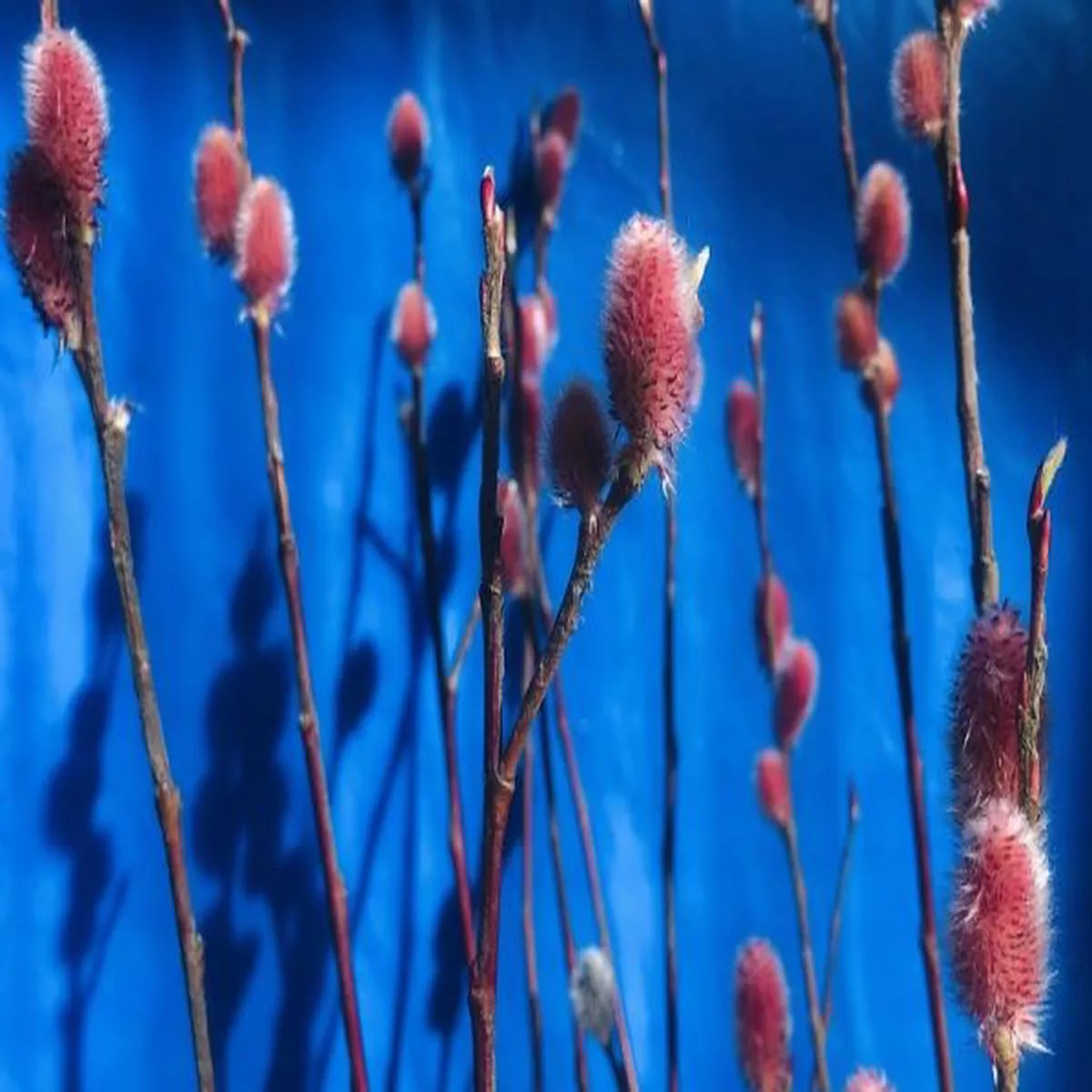Salix gracilistyla Mount AsoPink Pussy Willow