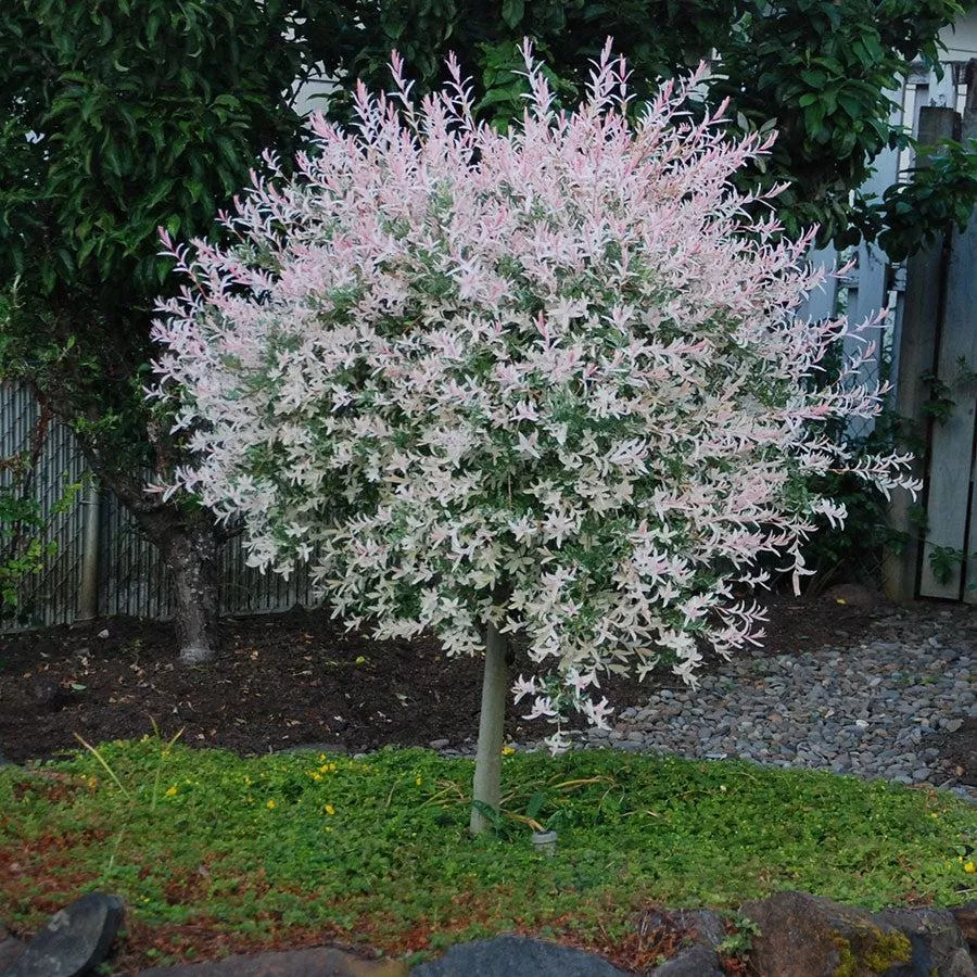 Salix integra 'Hakuro Nishiki'- Dappled Willow
