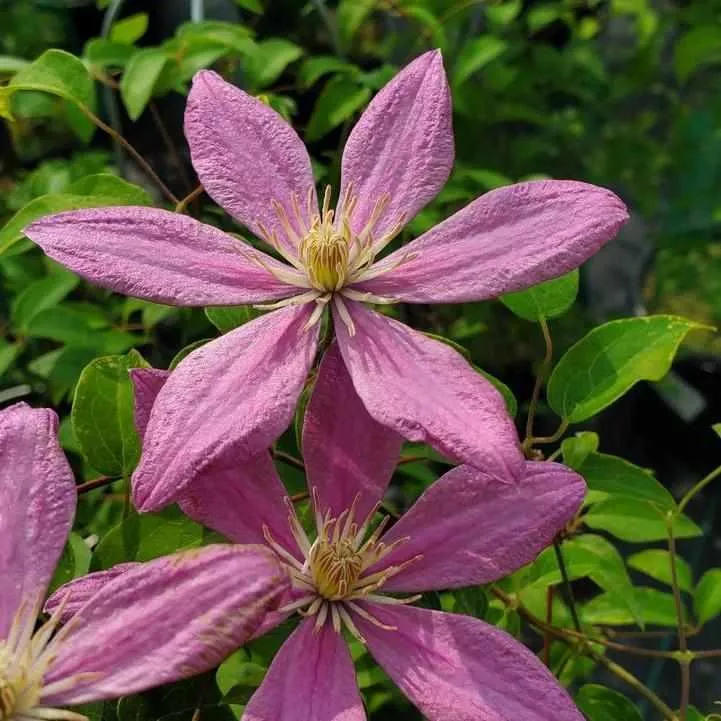 Sally Clematis
