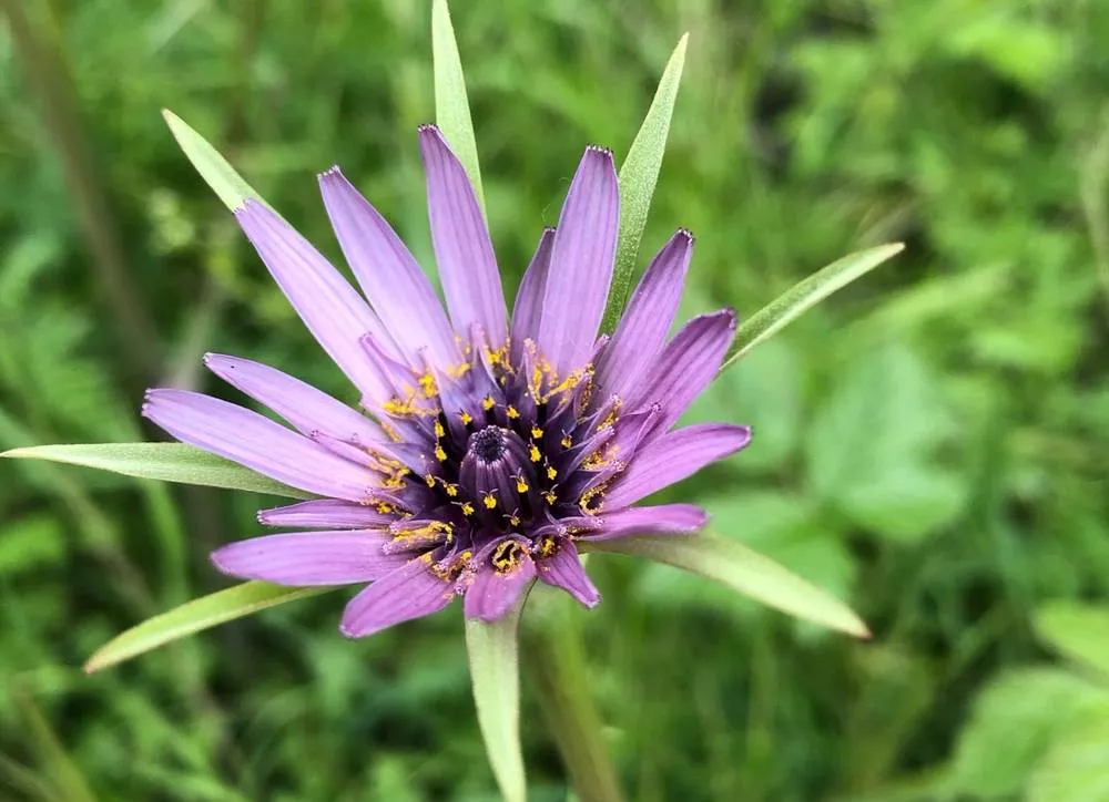 Salsify, Purple