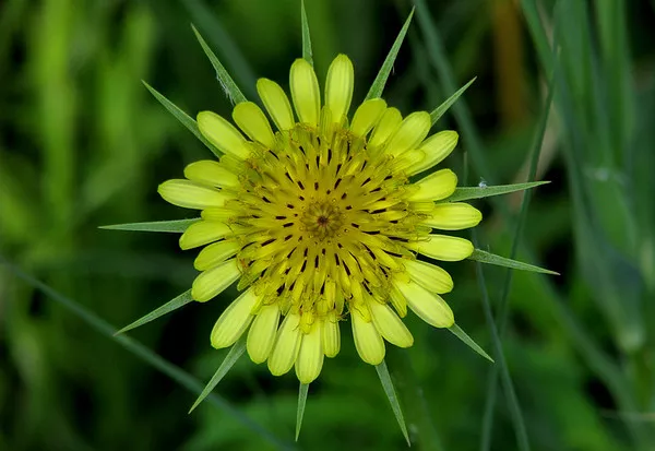 Salsify, Yellow