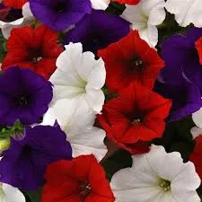 Salute Hanging basket