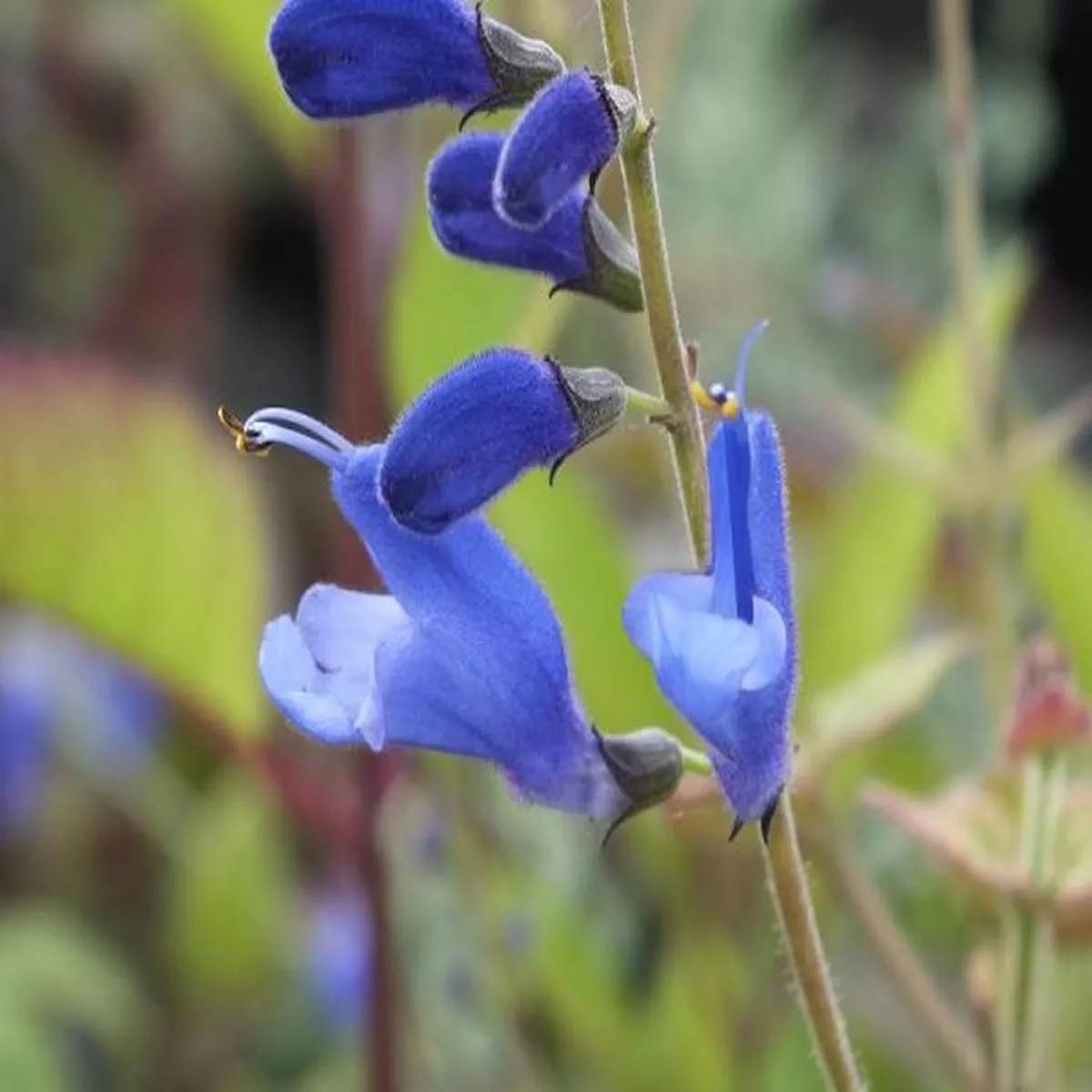 Salvia cacaliifoliaGuatemalan leaf sage