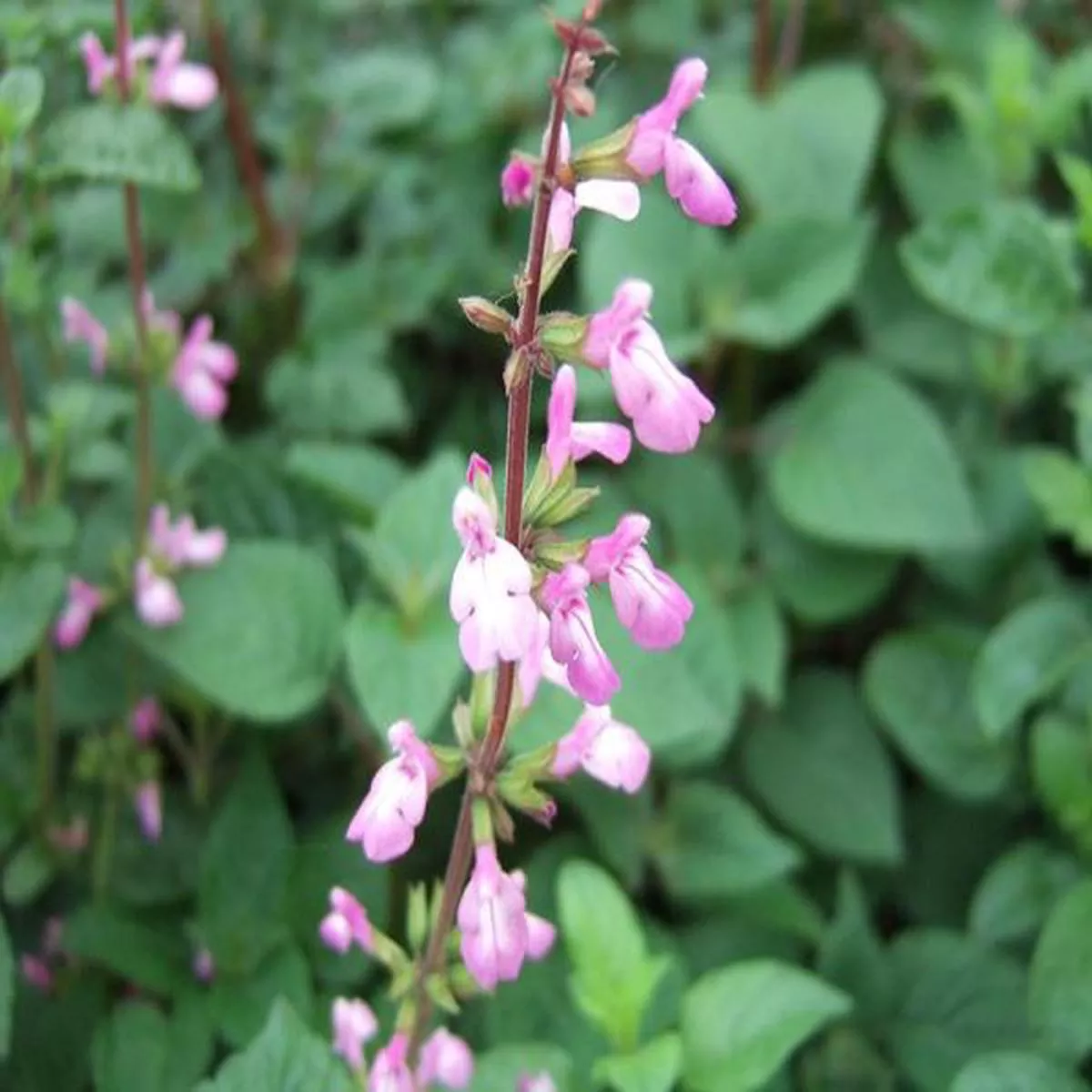 Salvia CarneaSage