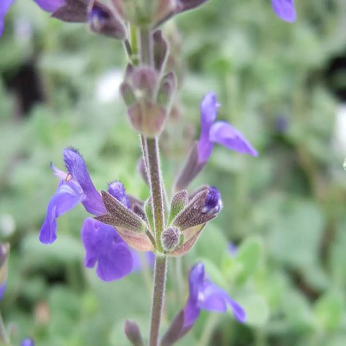 Salvia chamaedryoides Marine Bluesage