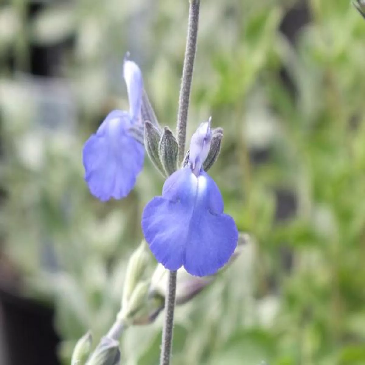 Salvia chamaedryoides var.isochromasage