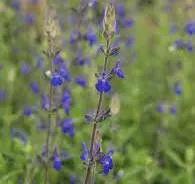 Salvia chamaedryoides