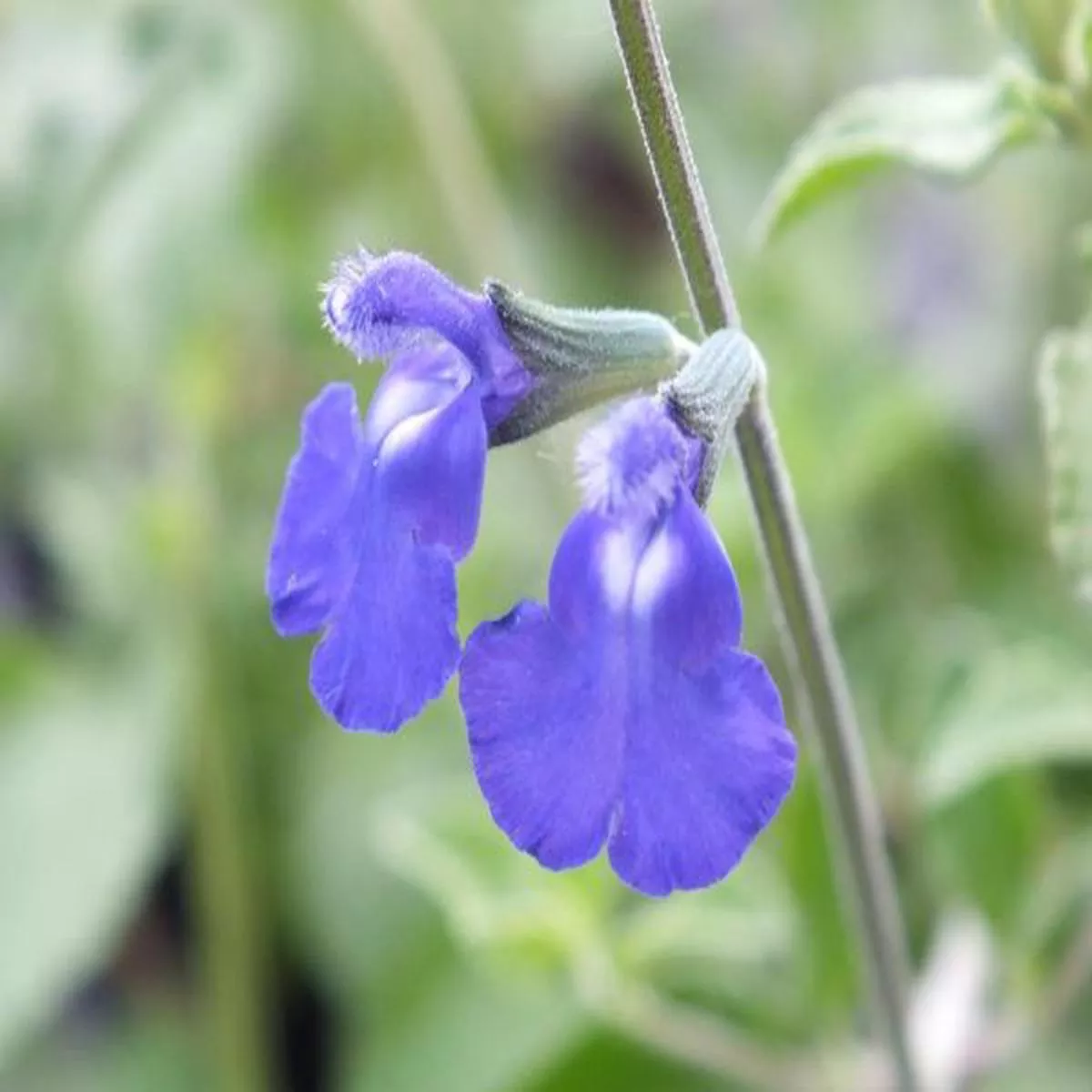 Salvia chamaedryoidessage