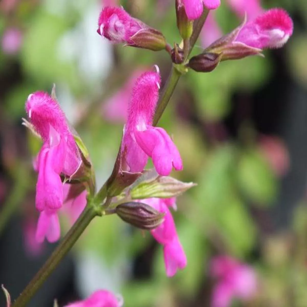 Salvia chiapensissage