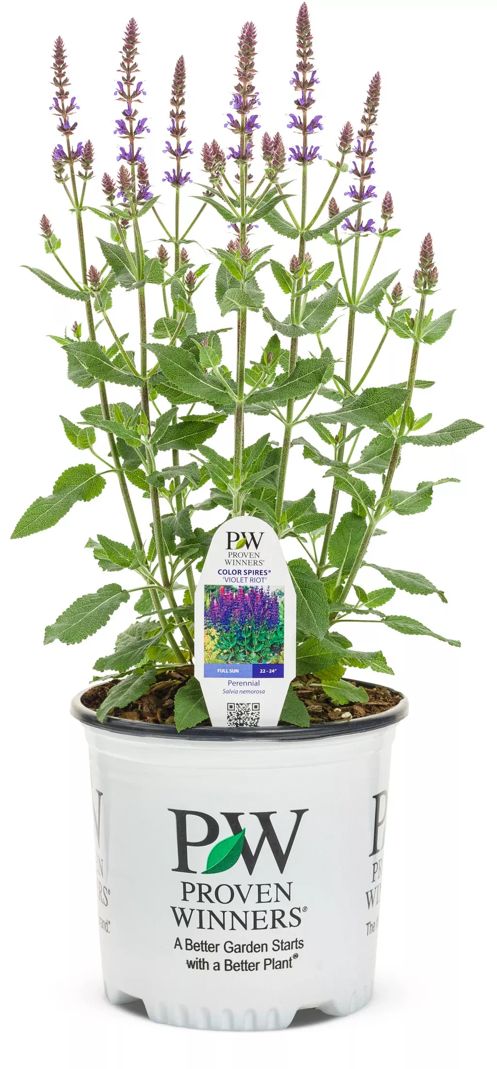Salvia Color Spires Violet Riot- 1 Gallon