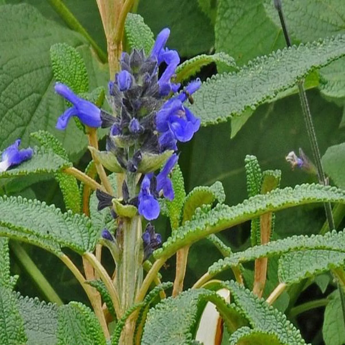 Salvia corrugatasage