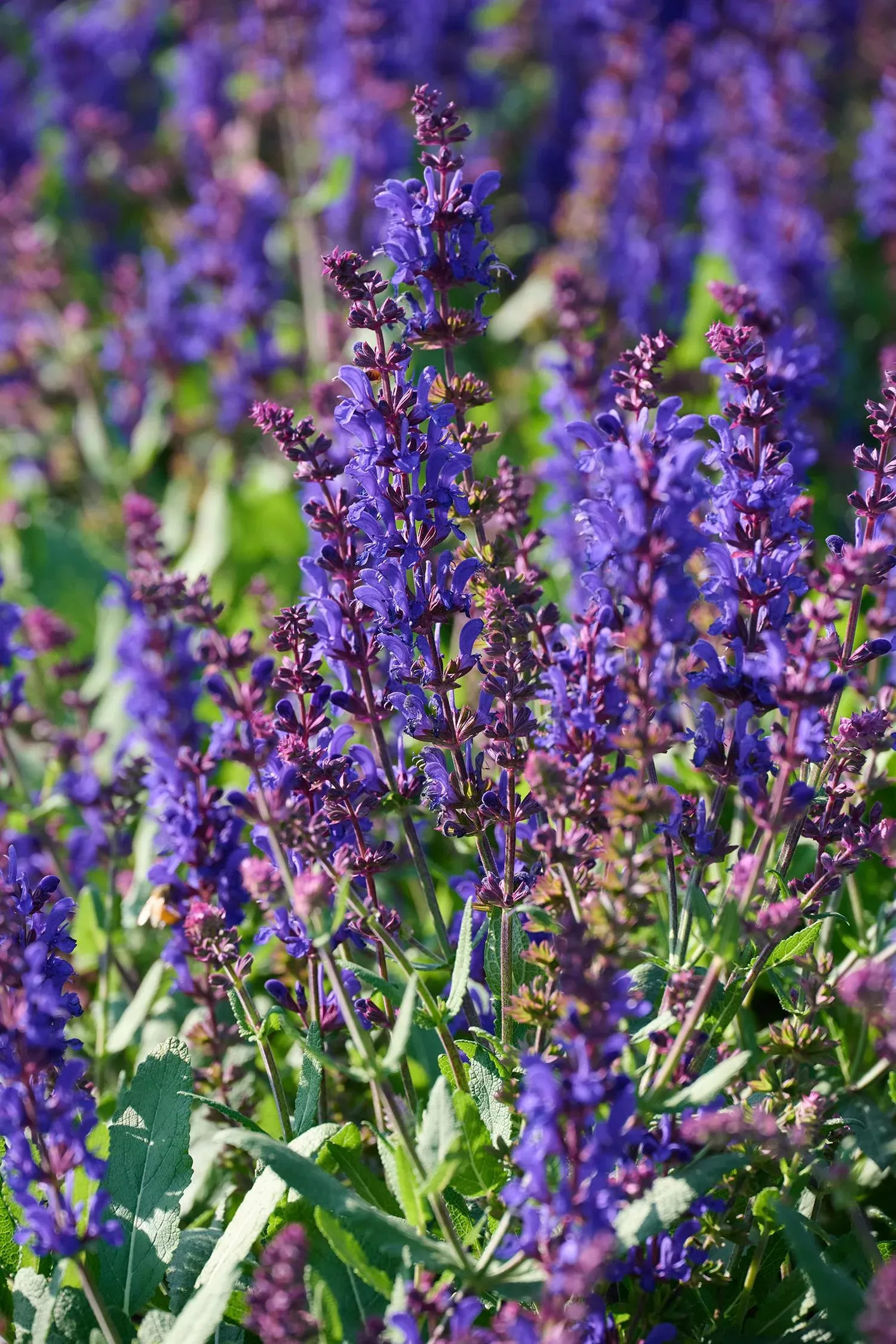 Salvia Dark Blue Vars