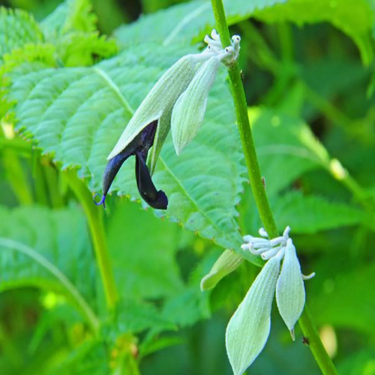 Salvia discolorAndean silver-leaf sage