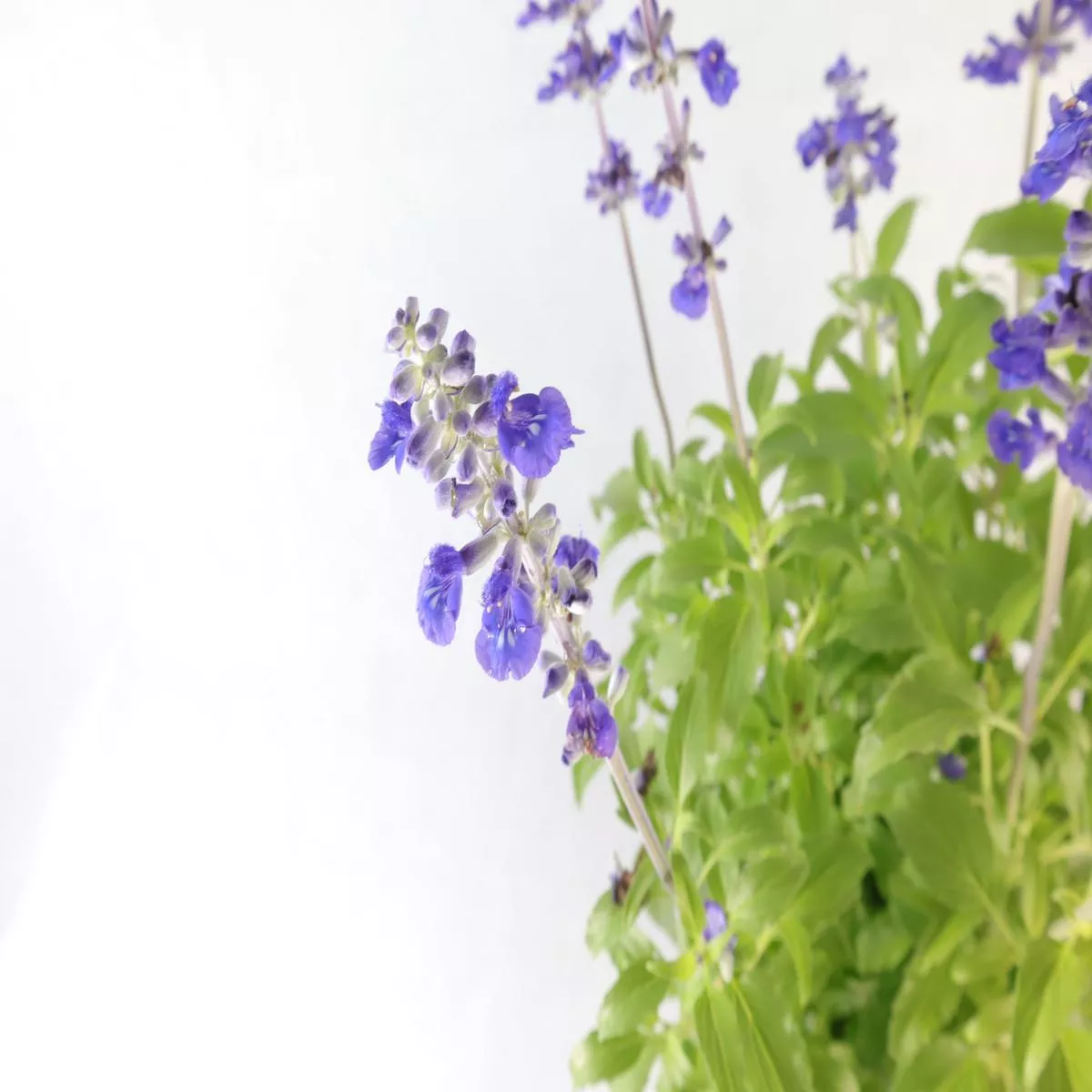 Salvia farinacea Benth