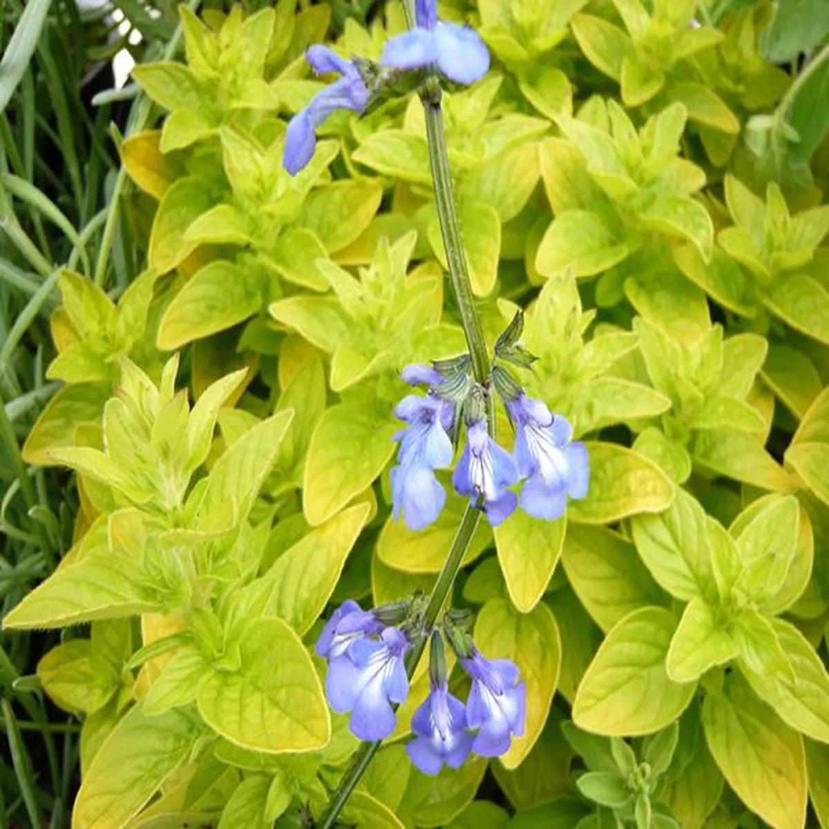 Salvia forrerisage
