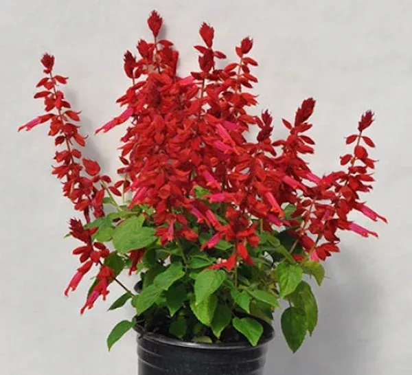 Salvia Grandstand Candy Apple NEW 2025