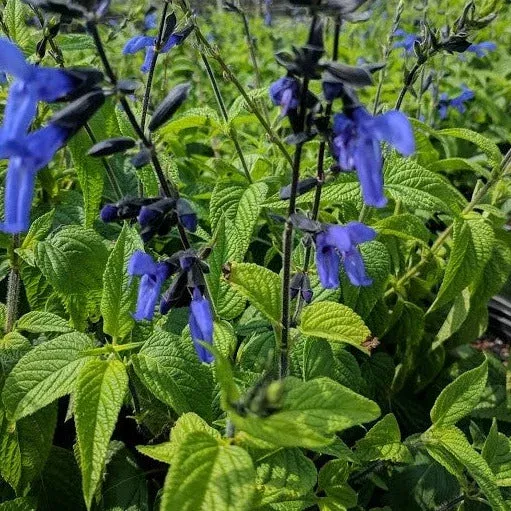 Salvia guaranitica 'Black & Blue' Blue Anise Sage - [EG]