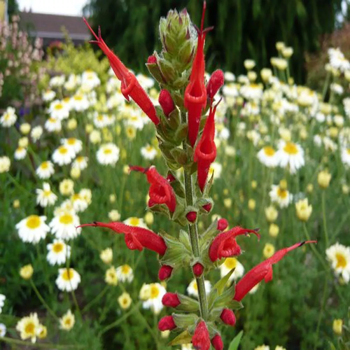 Salvia haenkei Prawn Chorussage