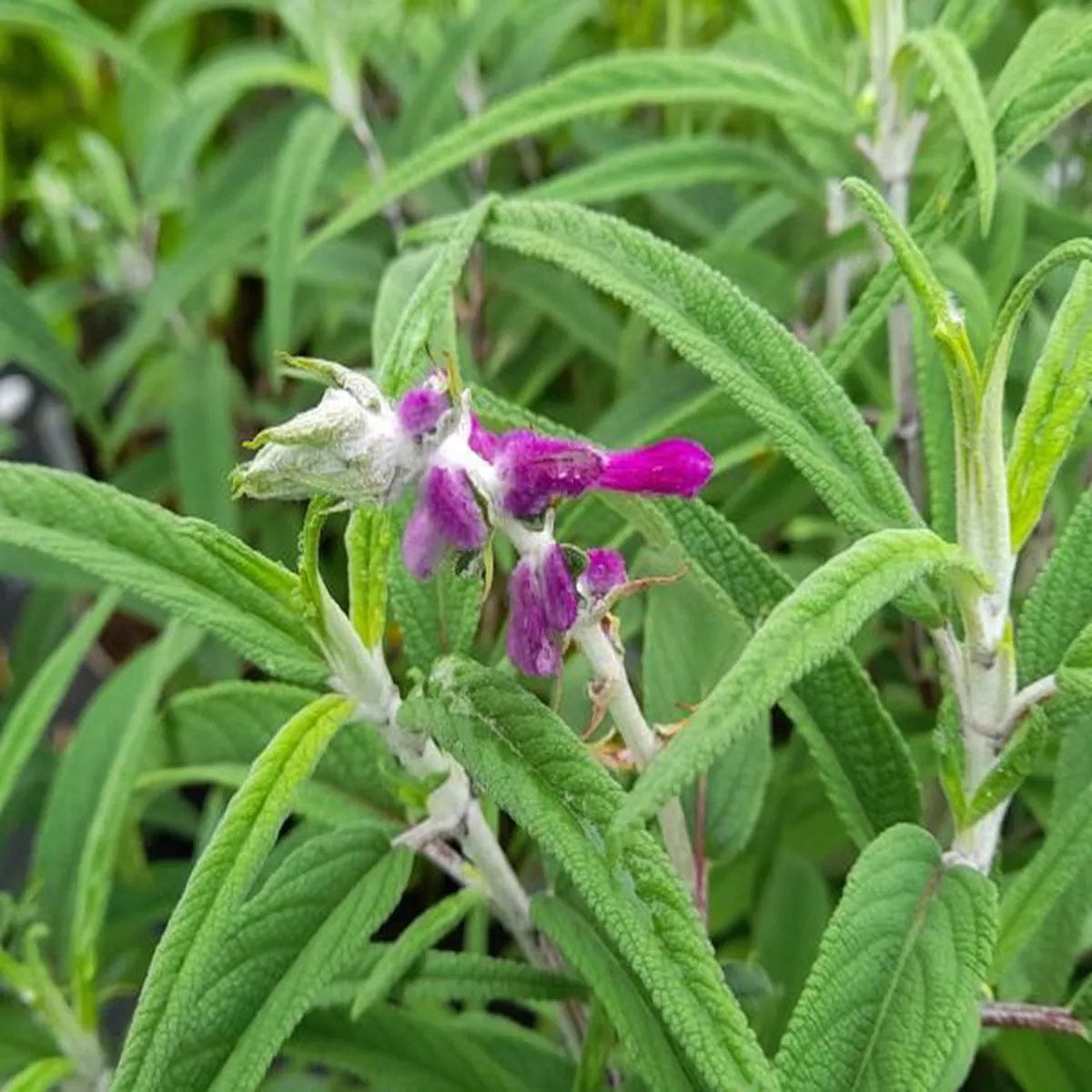 Salvia leucanthaMexican bush sage