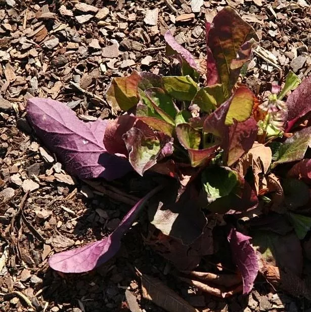 Salvia lyrata 'Purple Knockout'- Purple Knockout Lyre-Leaf Sage