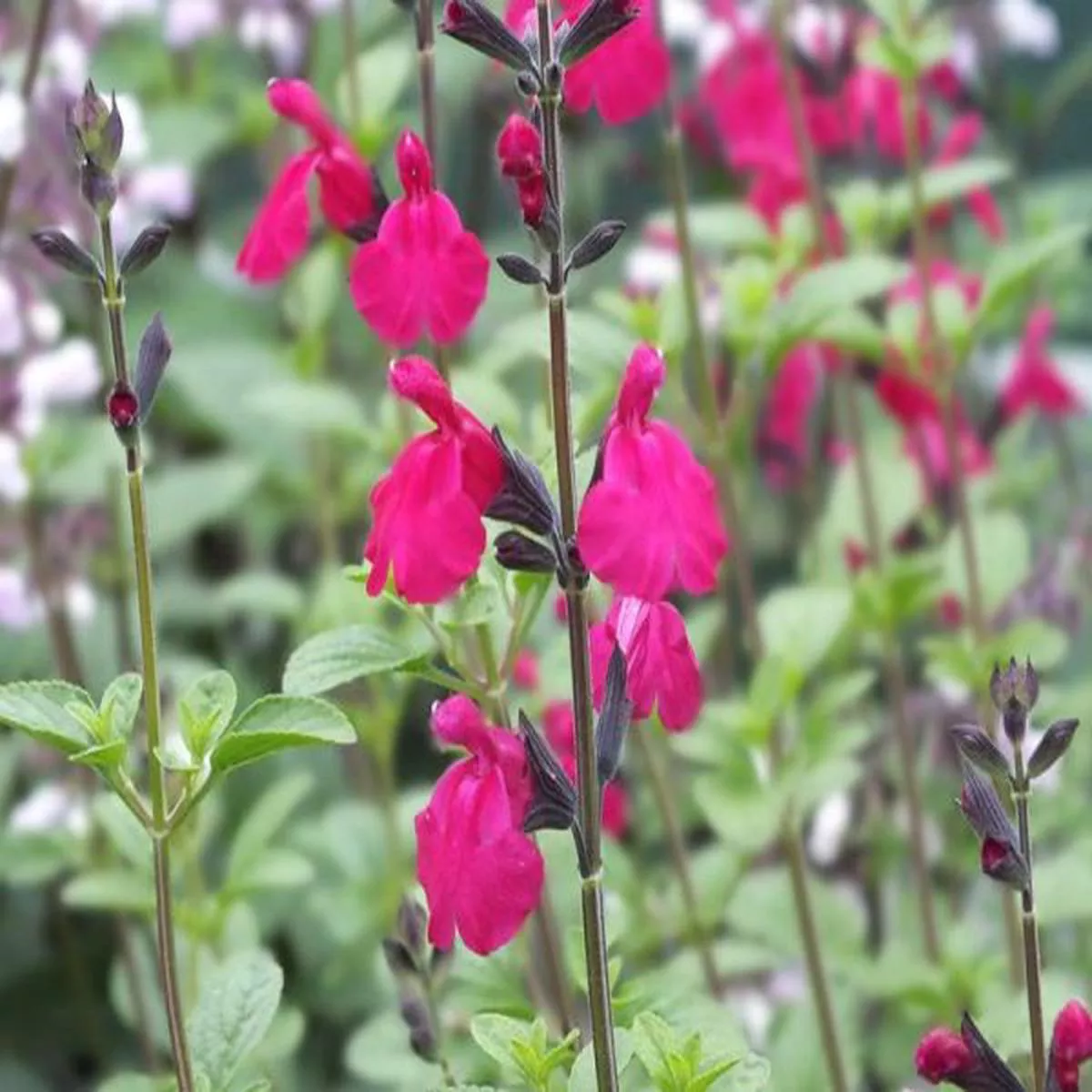 Salvia microphylla Lutea Cerise FormBaby sage