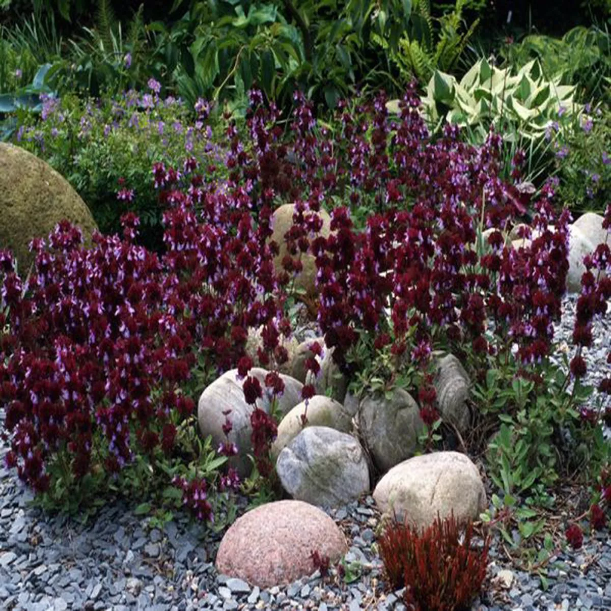 Salvia multicaulissage