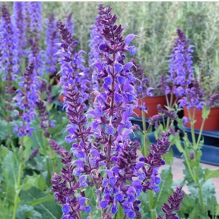 Salvia nemorosa 'Blue By You'- Blue By You Meadow Sage