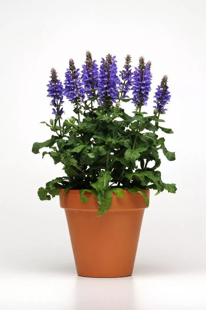 Salvia nemorosa 'Blue Marvel'