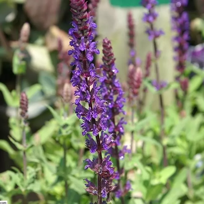 Salvia nemorosa 'Caradonna'- Caradonna Meadow Sage