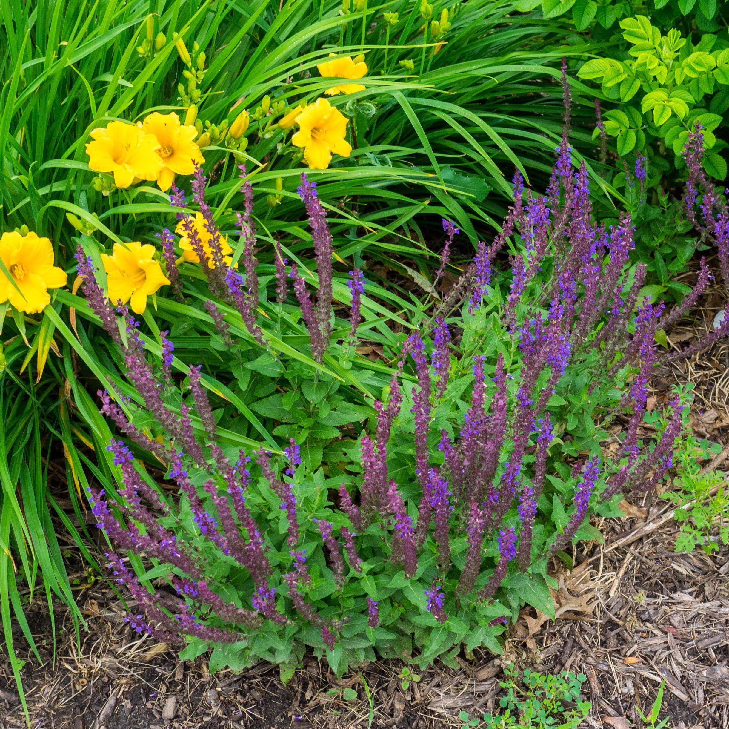 Salvia nemorosa 'Haeumanarc'- Marcus Meadow Sage