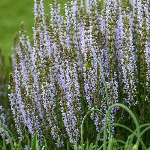 Salvia nemorosa ‘Perfect Profusion’- Perfect Profusion Meadow Sage