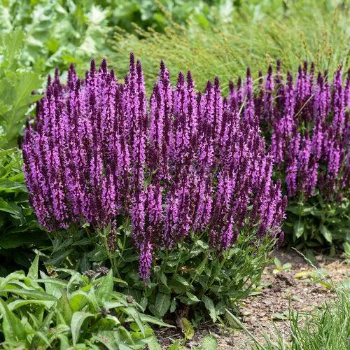 Salvia nemorosa ‘Pink Profusion’- Pink Profusion Meadow Sage
