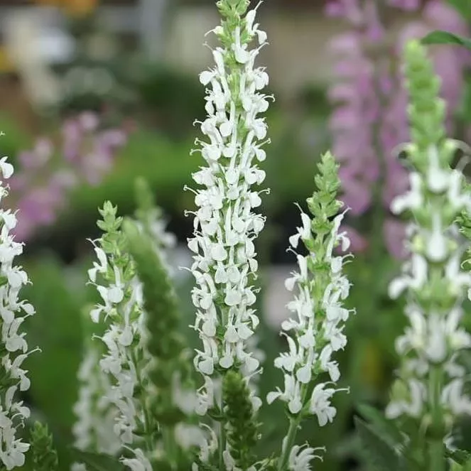 Salvia nemorosa 'Schneehügel'- Snow Hill Meadow Sage