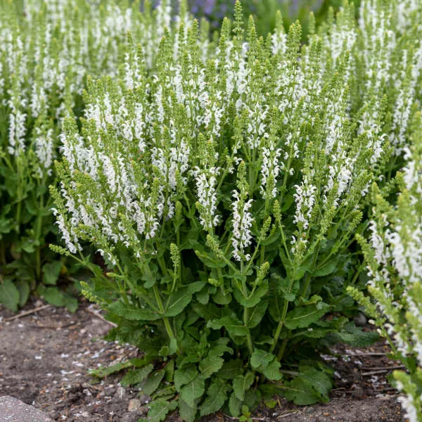 Salvia Nemorosa 'White Profusion'