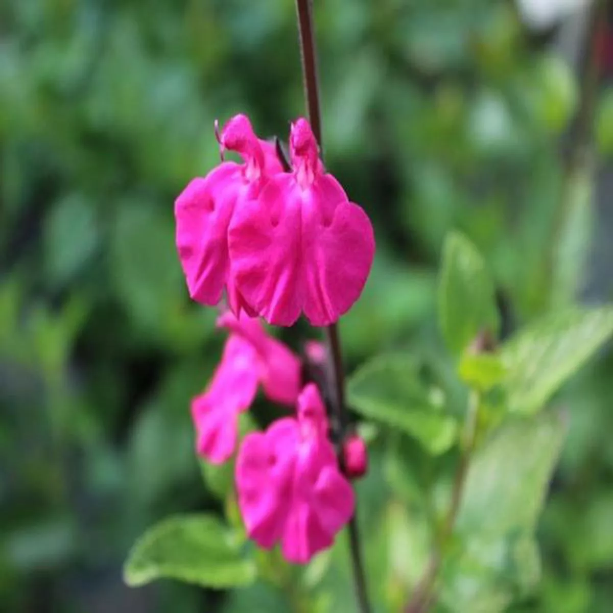 Salvia Neonsage