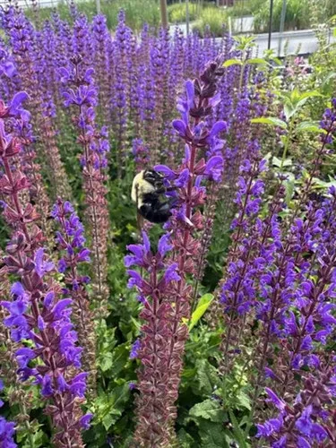 Salvia nermosa 'April Night' / Sage