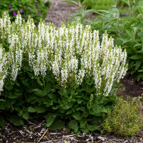 Salvia nermosa 'Bumblesnow' / Sage