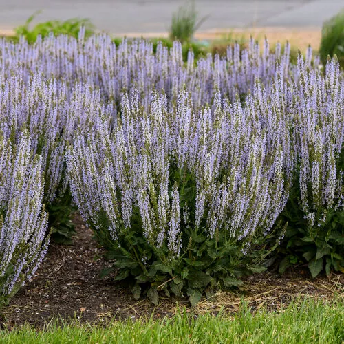 Salvia nermosa 'Perfect Profusion' / Sage